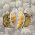 Butter Montong durian, delicious and very creamy Royalty Free Stock Photo
