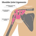 Ligaments of the shoulder joint. Infographics with bones and tendons.