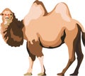 Camel Mammal Farm Animal Vector Royalty Free Stock Photo