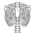 Drawing of the shoulder girdle and ribs of a person.