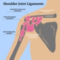 Anatomy of the ligaments of the shoulder joint.