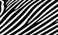 Zebra stripes pattern print, animal skin, texture, abstract pattern, line background. Amazing hand drawn. Black and white Royalty Free Stock Photo