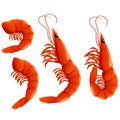 Cute shrimp set. Cartoon animal character design. Royalty Free Stock Photo