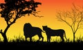 Colorful sunset scene, african landscape with silhouette of trees and lion. Royalty Free Stock Photo