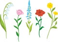 Five types of flowers vector illustration