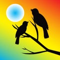 silhouette of a pair of birds on a branch with the sun in the evening