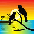 silhouette of a pair of birds on a branch with the sun in the evening,