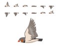 Bird Zebra Finch Flying Animation Sequence Cartoon Vector
