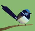 Cute egg shaped superb fairywren