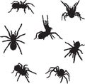 Pspider, tarantula, insect, various poses, movements and foreshortenings of figures, blackrint Royalty Free Stock Photo