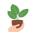 Hand holding plant pot, flat icon design vector illustration Royalty Free Stock Photo