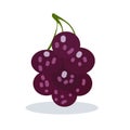 Jumbo black grapes vector illustration, big grape fruit flat icon isolated on white Royalty Free Stock Photo