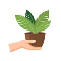 Hand bring plant vector illustration, hand hold flower pot, flat icon design isolated on white background Royalty Free Stock Photo