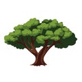 Oak tree vector illustration, cartoon green tree isolated on white background Royalty Free Stock Photo
