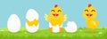 Cartoon process baby chicken hatching from the egg Royalty Free Stock Photo