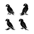 Set of silhouettes of sitting parrot in black in different poses isolated on a white background. Royalty Free Stock Photo