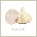Fresh whole garlic vegetable on white background. Royalty Free Stock Photo