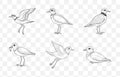 Print Plover Line Art Vector Set Bird Illustrations High Quality Plovers Collection Detailed Plover Drawings