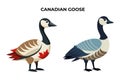 Beautiful Canadian Goose on white background vector illustration Royalty Free Stock Photo