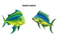 Mahi-Mahi Fish Vector Illustration: A Versatile Design Resource Royalty Free Stock Photo