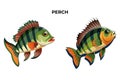Perch Fish Vector Illustration: A Versatile Design Resource Royalty Free Stock Photo