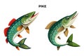 Pike Fish Vector Illustration: A Versatile Design Resource Royalty Free Stock Photo