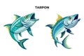 Tarpon Fish Vector Illustration: A Versatile Design Resource Royalty Free Stock Photo