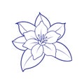 Graceful Jasmine Flower Vector Royalty Free Stock Photo