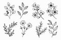A set of wildflowers Floral branch and minimalist leaves for logos or tattoos. Hand drawn line wedding herb, elegant wildflowers. Royalty Free Stock Photo
