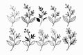 A set of wildflowers Floral branch and minimalist leaves for logos or tattoos. Hand drawn line wedding herb, elegant wildflowers. Royalty Free Stock Photo