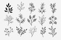 A set of wildflowers Floral branch and minimalist leaves for logos or tattoos. Hand drawn line wedding herb, elegant wildflowers. Royalty Free Stock Photo