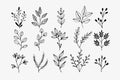 A set of wildflowers Floral branch and minimalist leaves for logos or tattoos. Hand drawn line wedding herb, elegant wildflowers. Royalty Free Stock Photo