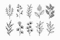 A set of wildflowers Floral branch and minimalist leaves for logos or tattoos. Hand drawn line wedding herb, elegant wildflowers. Royalty Free Stock Photo
