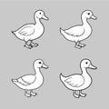 a duck Royalty Free Stock Photo