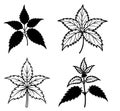 3d rendering of dynamic Nettle silhouette line art Royalty Free Stock Photo