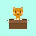 Cute cat in box. Adopt homeless pet Royalty Free Stock Photo