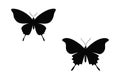 Set of Butterfly Silhouette Vector Designs illustration. Royalty Free Stock Photo