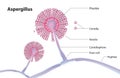 Aspergillus structure Royalty Free Stock Photo