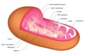 Mitochondrion Royalty Free Stock Photo