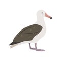 Snowy albatross cartoon clipart. Albatross vector illustration in flat style. Hand-drawn wild animal Royalty Free Stock Photo