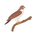 Hawk cartoon clipart. Hawk vector illustration in flat style. Hand-drawn wild animal Royalty Free Stock Photo