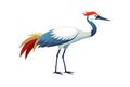 Beautiful Crane bird vector art illustration Royalty Free Stock Photo