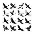 set of silhouettes of birds. Graceful Bird Silhouettes: A Unique Bundle. Royalty Free Stock Photo