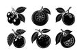 Set of Jabuticaba, Black Sapote, and Camu Camu Silhouette Vector Illustration Royalty Free Stock Photo