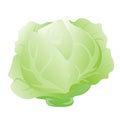 Cabbage Vector illustration Clipart Royalty Free Stock Photo