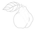 quince Line drawing Vector illustration Royalty Free Stock Photo