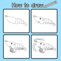 Illustrator of How to draw Shrimp Royalty Free Stock Photo