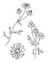 Linear chamomile drawing. Medicative herb illustration. Outline line art menu designs, herbal tea cover. Royalty Free Stock Photo
