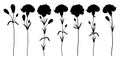 Set with Carnation or Clove flower silhouettes, bud and leaves in black isolated on white background. Royalty Free Stock Photo