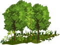 Group of cartoon deciduous trees with green crowns and herbaceous plants Royalty Free Stock Photo